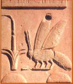 Rilievo egizio raffigurante ape